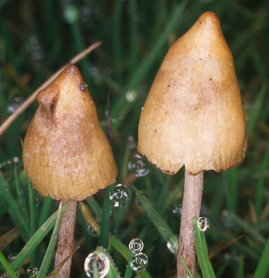 Image of Psilocybe semilanceata (Fr.) P. Kumm. 1871