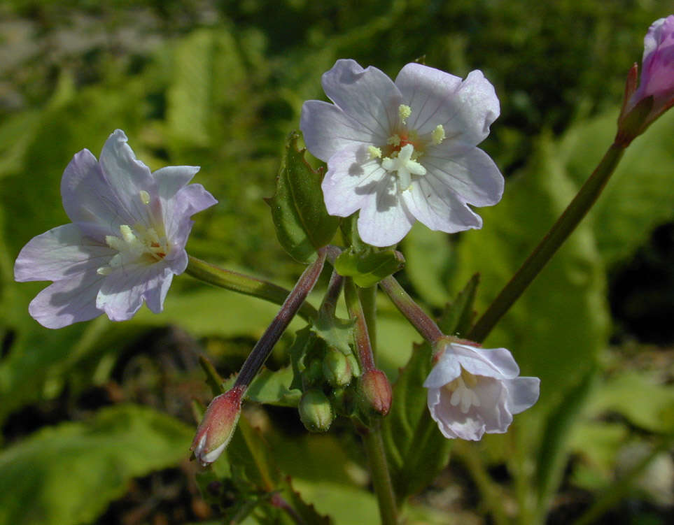 Image of Broad-leaved Willowherb