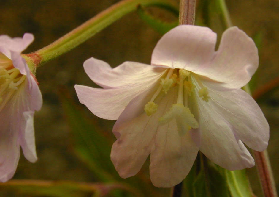 Epilobium montanum L. resmi