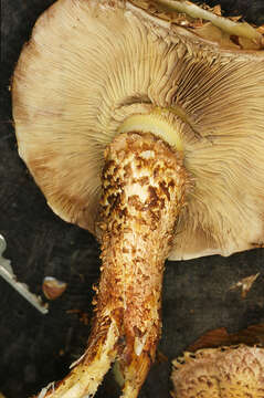 Image of shaggy scalycap