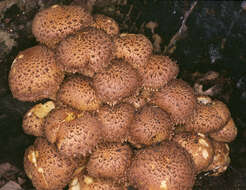 Image of shaggy scalycap