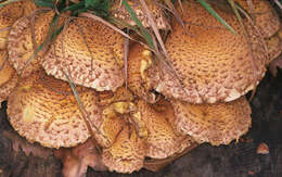 Image of shaggy scalycap