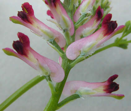 Image of drug fumitory