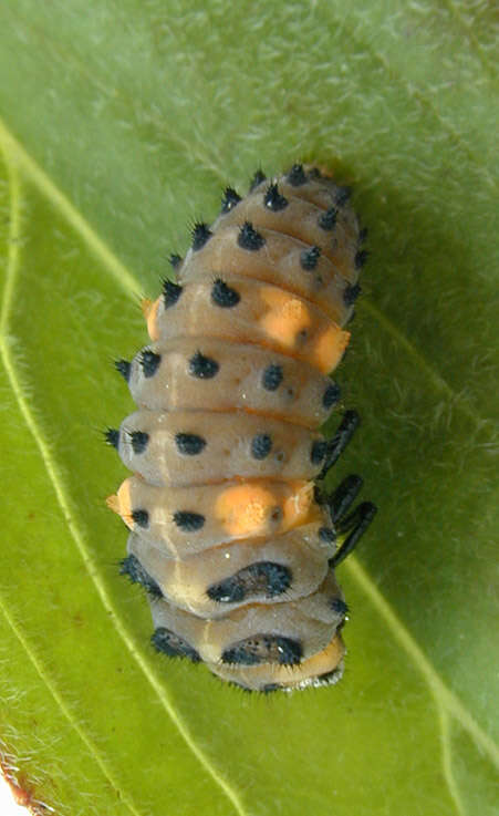 Sivun Coccinella kuva