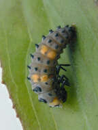 Image of lady beetles