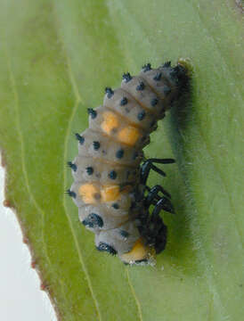 Image of lady beetles