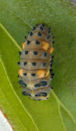 Image of lady beetles