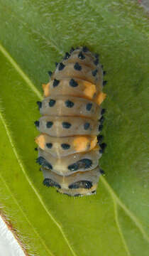 Image of lady beetles