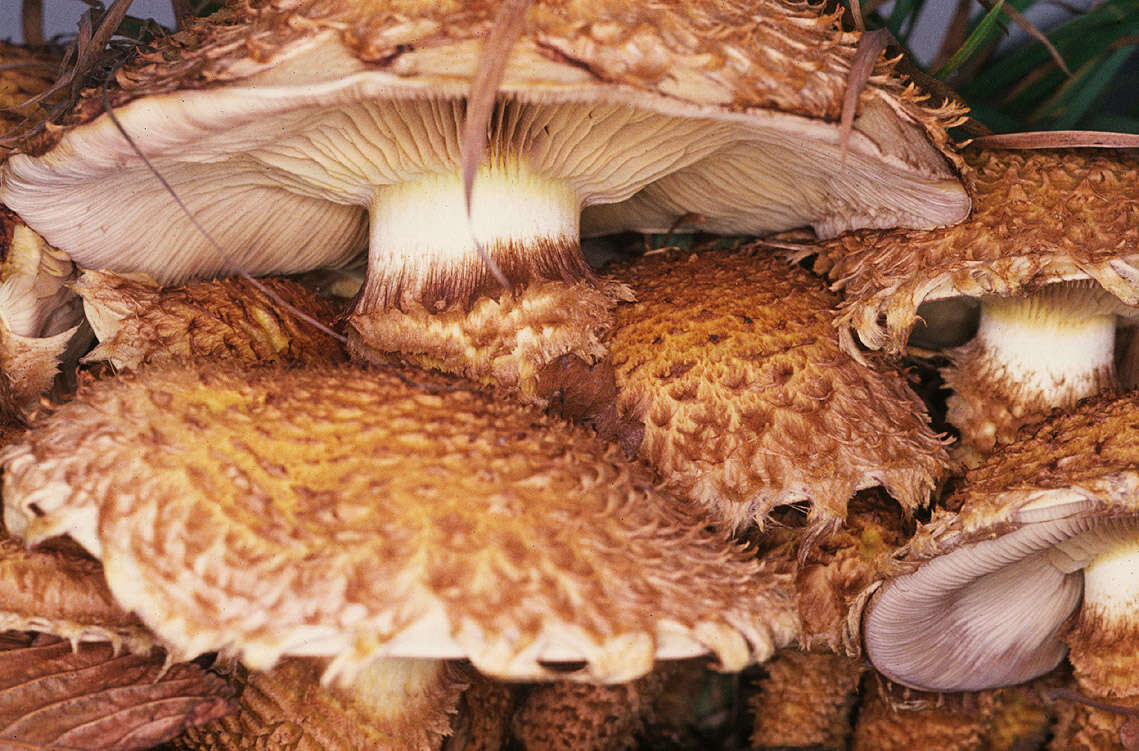 Image of shaggy scalycap