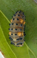 Image of lady beetles