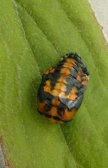 Image of lady beetles