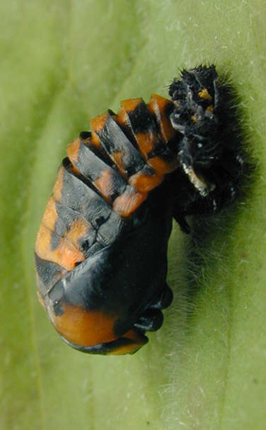 Image of lady beetles