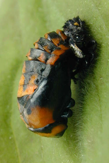 Image of lady beetles