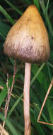 Image of Psilocybe semilanceata (Fr.) P. Kumm. 1871