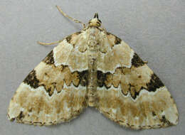 Colostygia pectinataria Knoch 1781 resmi