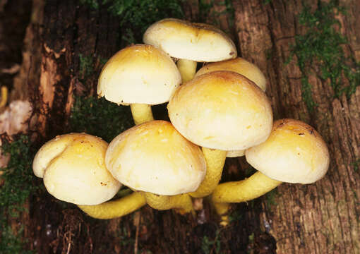 Imagem de Hypholoma fasciculare (Huds.) P. Kumm. 1871