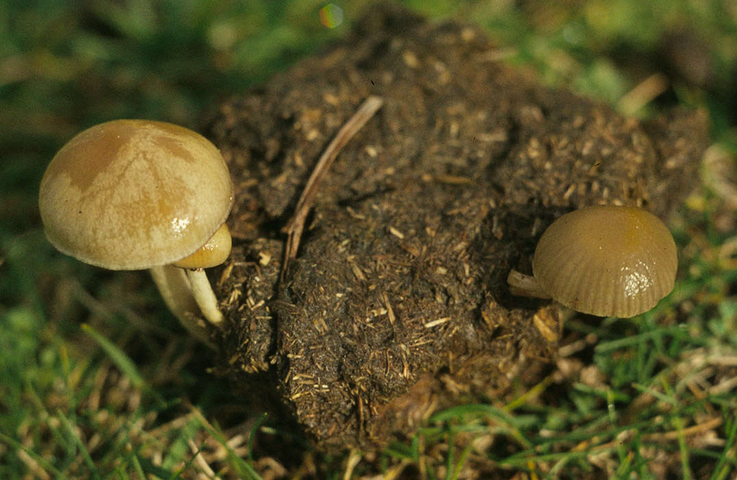 صورة Protostropharia semiglobata (Batsch) Redhead, Moncalvo & Vilgalys 2013