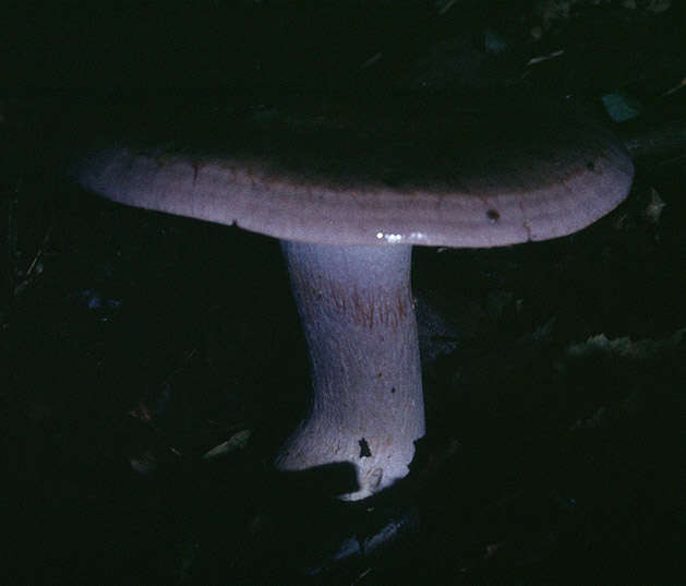 Image of Cortinarius largus Fr. 1838