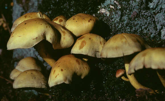 Imagem de Hypholoma fasciculare (Huds.) P. Kumm. 1871