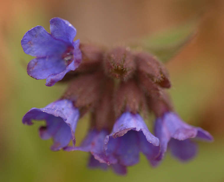 Plancia ëd Pulmonaria longifolia (Bast.) Boreau