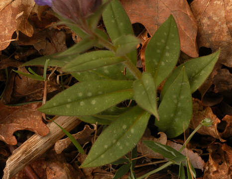 Image of Pulmonaria longifolia (Bast.) Boreau