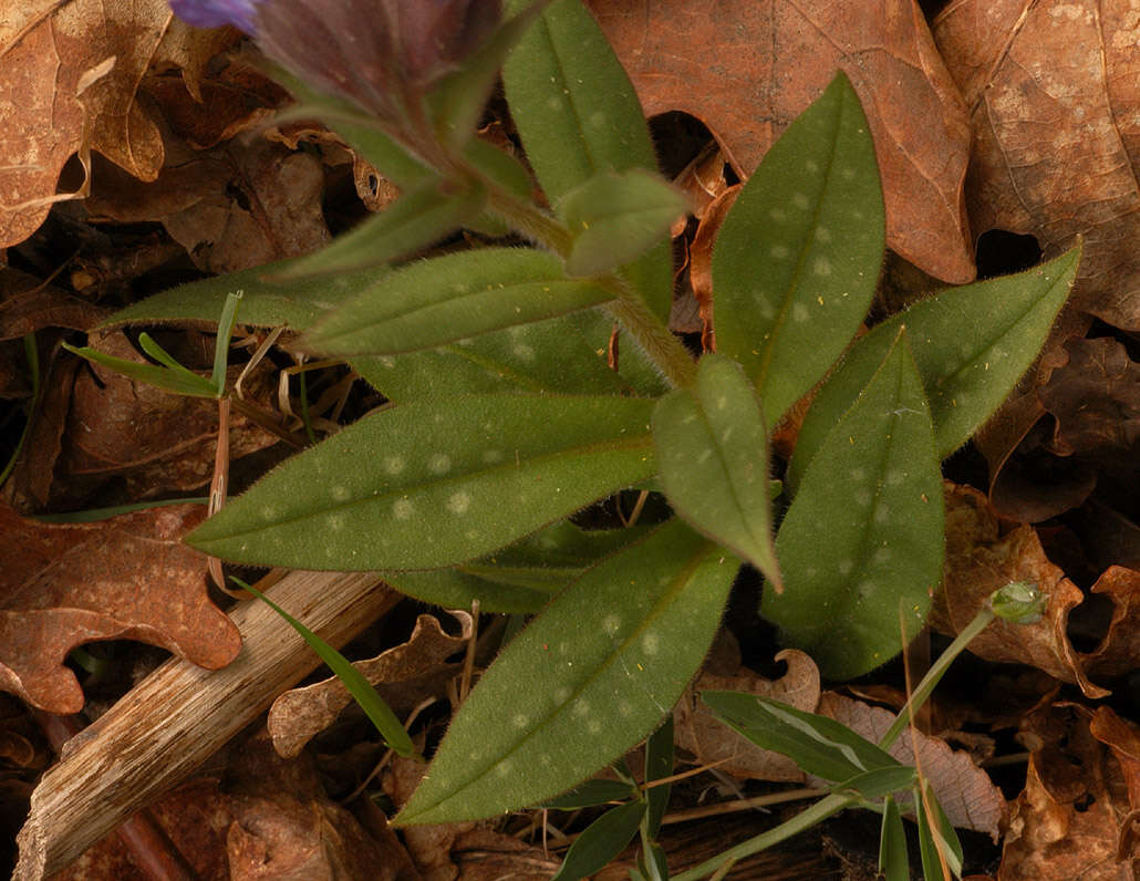 Plancia ëd Pulmonaria longifolia (Bast.) Boreau