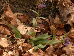 Plancia ëd Pulmonaria longifolia (Bast.) Boreau