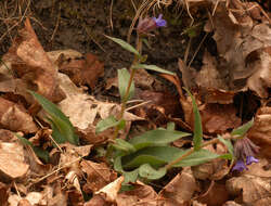 Plancia ëd Pulmonaria longifolia (Bast.) Boreau