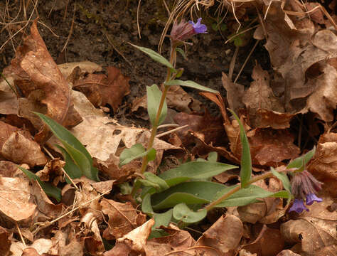 Image of Pulmonaria longifolia (Bast.) Boreau