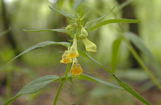 Image of <i>Melampyrum <i>pratense</i></i> subsp. pratense