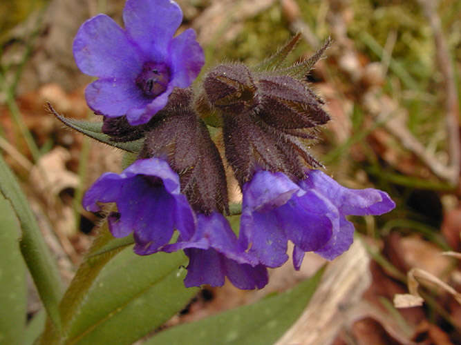 Plancia ëd Pulmonaria longifolia (Bast.) Boreau