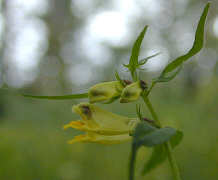 Image of <i>Melampyrum <i>pratense</i></i> subsp. pratense