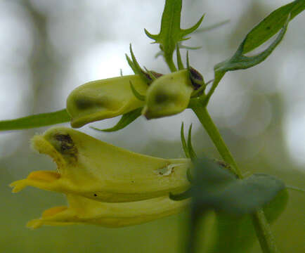 Image of <i>Melampyrum <i>pratense</i></i> subsp. pratense