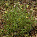 Image de <i>Melampyrum <i>pratense</i></i> subsp. pratense