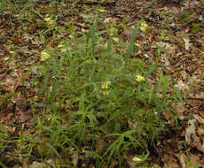 Image of <i>Melampyrum <i>pratense</i></i> subsp. pratense