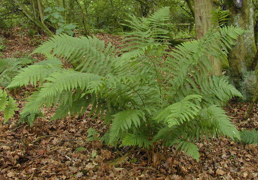 Image of Dryopteris borreri (Newm.) Oberholzer & Tavel