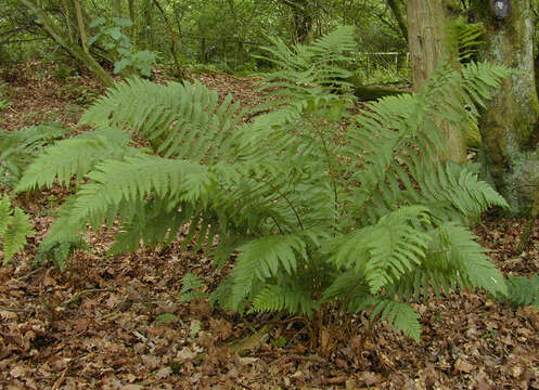 Image of Dryopteris borreri (Newm.) Oberholzer & Tavel