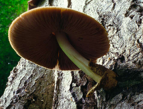 Image of Volvariella bombycina (Schaeff.) Singer 1951