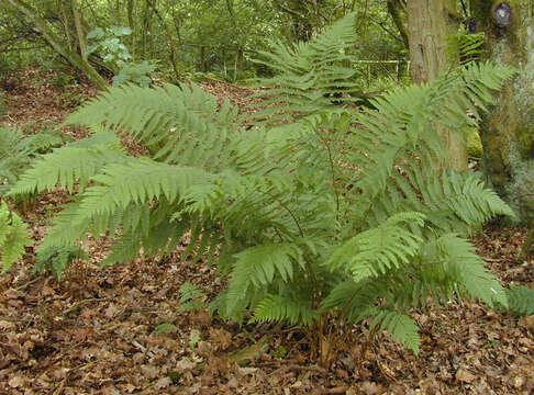 Image of Dryopteris borreri (Newm.) Oberholzer & Tavel