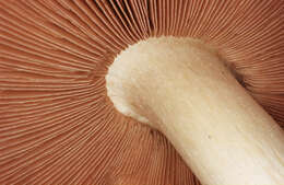 Image of Volvariella bombycina (Schaeff.) Singer 1951