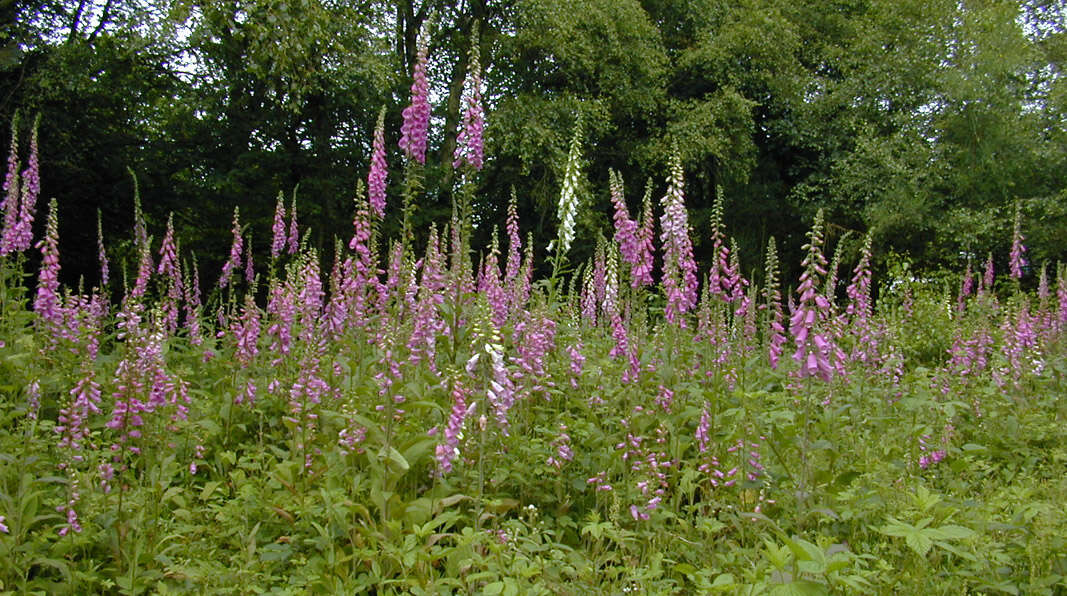 Imagem de Digitalis purpurea L.