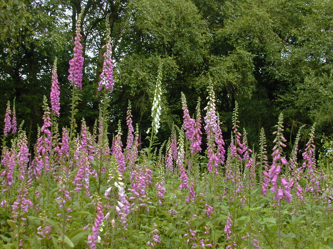 Imagem de Digitalis purpurea L.