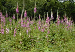 Imagem de Digitalis purpurea L.