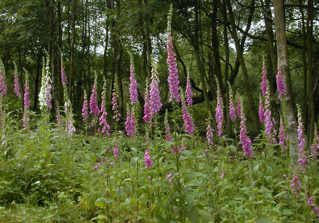 Imagem de Digitalis purpurea L.