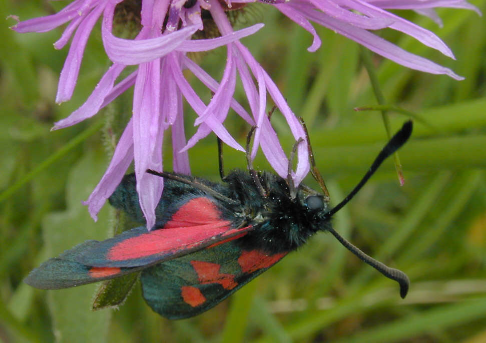 Image of Zygaena trifolii decreta Verity 1926