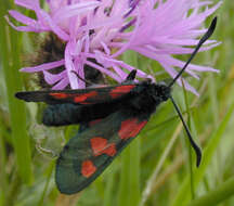 Image of Zygaena trifolii decreta Verity 1926