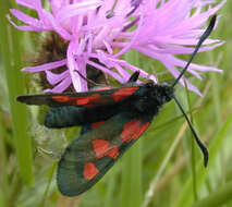 Image of Zygaena trifolii decreta Verity 1926