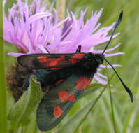 Image of Zygaena trifolii decreta Verity 1926