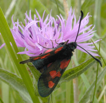 Image of Zygaena trifolii decreta Verity 1926