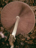 Image of Volvariella bombycina (Schaeff.) Singer 1951